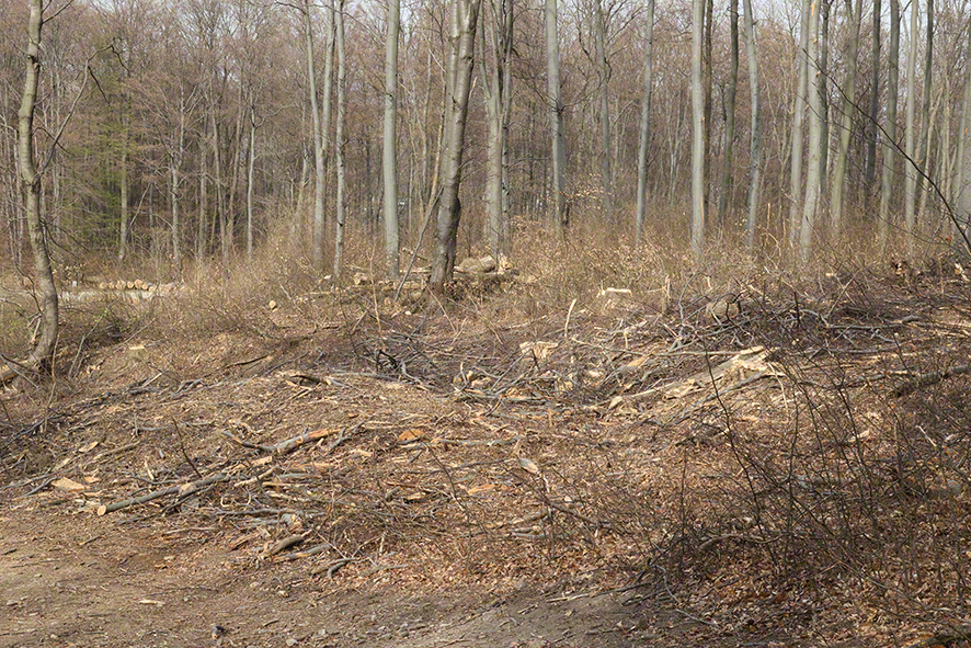 Wienerwald-Abholzung Karl J. Grünberger-Weg